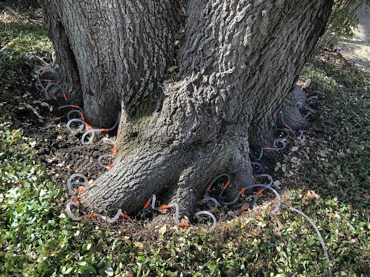 Detailed Tree Cabling and Bracing job site in Loma