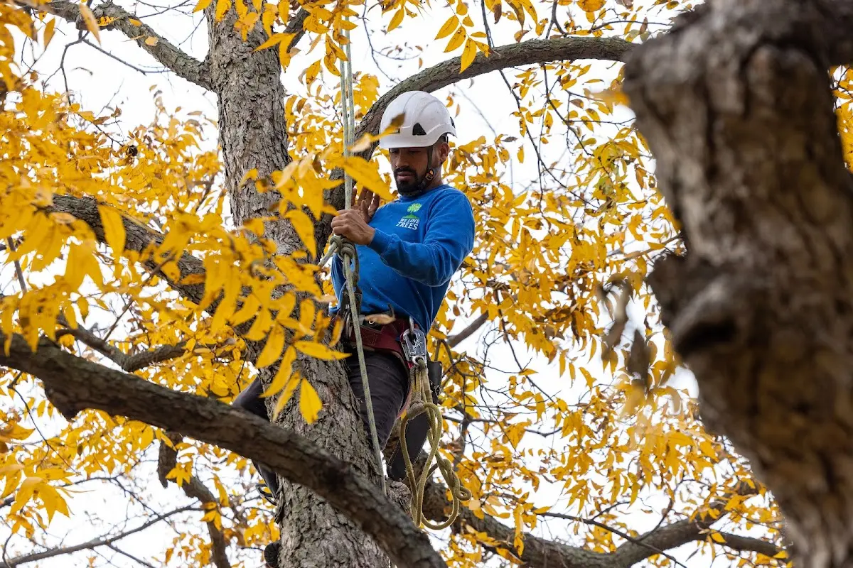 Skilled Tree Transplanting crew working in Loma